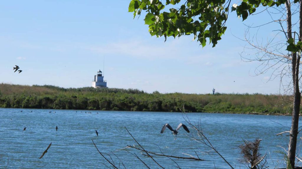 View from the Maritime Yacht Club, where there is open water with birds flying low over it, a grassy field, then a lighthouse in the distance.